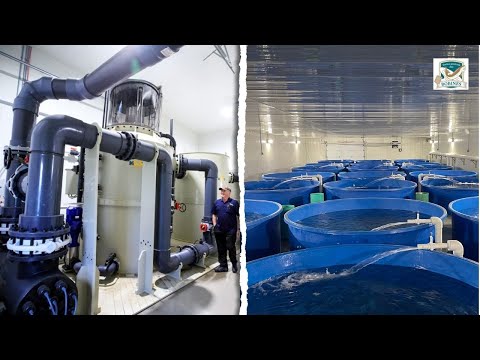 Ras (recirculating aquaculture systems) at the ferme piscicole des bobines trout farm