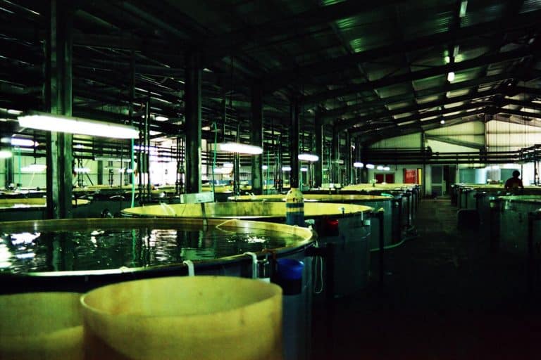 Land Based Aquaculture Fish Farm