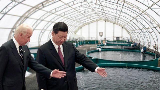 The us president john biden and the president of china xi jinping visiting one fish farm powered by mat smart nano-dust